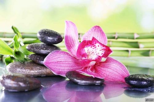 Spa stones, bamboo branches and lilac orchid