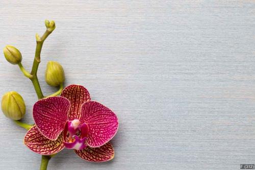 Orchid background.