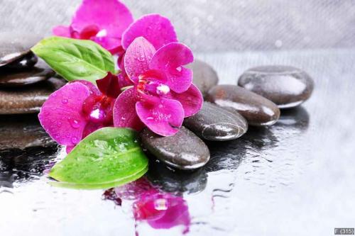 Composition with beautiful blooming orchid with water drops and