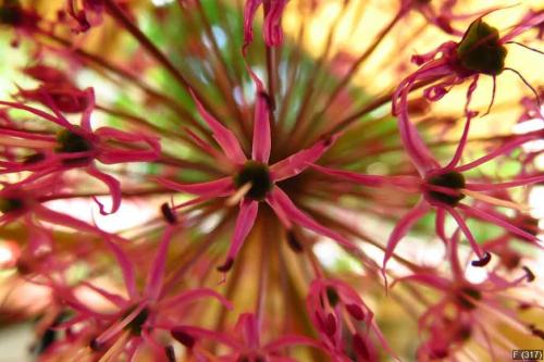 Close up of ornamental onion