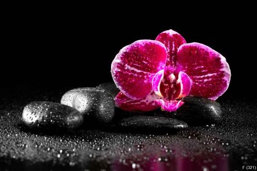 Orchid flower with zen stones on black background