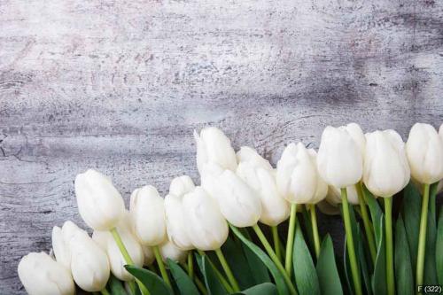 bouquet of white tulips.Flowers of spring and love.Happy Mothers