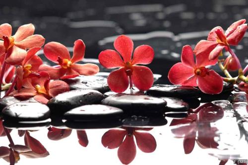 Branch red orchid with zen stones reflection