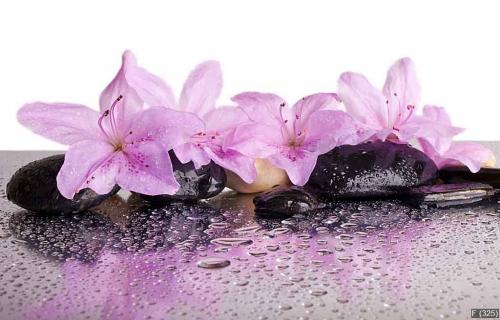 flowers and black stones with reflection