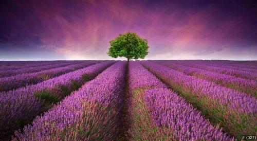 Stunning lavender field landscape Summer sunset with single tree