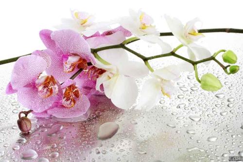 pink and white beautiful orchids with drops