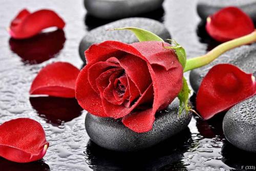 Czerwona róża na kamieniu bazaltowym