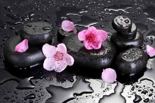 Spa stones with drops and pink sakura flowers