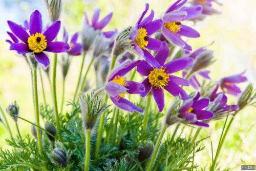 Spring flower Pasqueflower (Pulsatilla grandis)