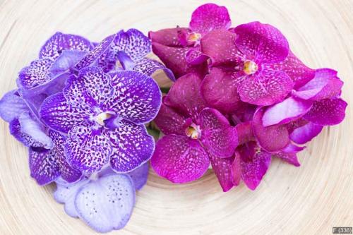 Orchids vanda on wooden plate top view