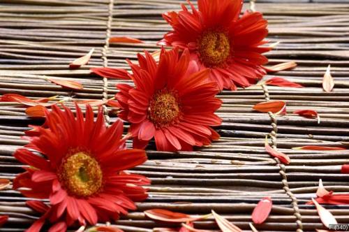 Red flower with petals in the spa