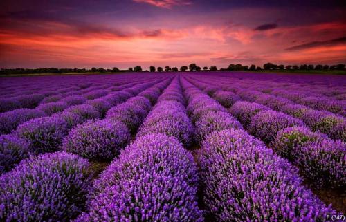 Stunning landscape with lavender field at sunset