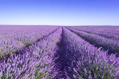 Provence, Lavender field at day.