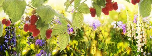 Raspberry.Garden raspberries at Sunset.Soft Focus