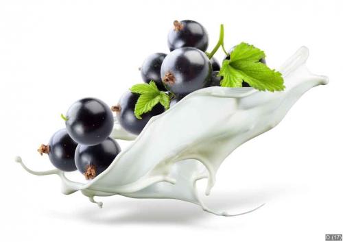 Black currant falling into milk. Splash isolated on white backgr