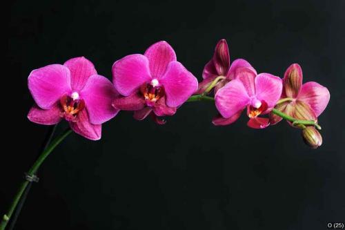 pink orchid on black
