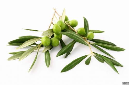 Ramoscelli di ulivo e olive