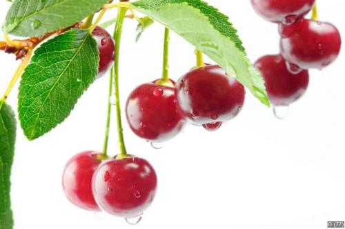 Cherries isolated on a white background