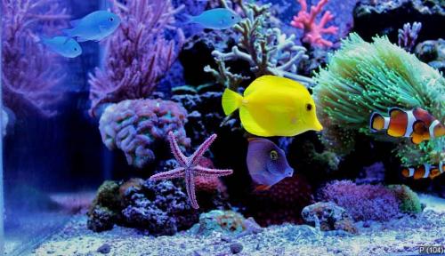 Marine life scene in saltwater aquarium