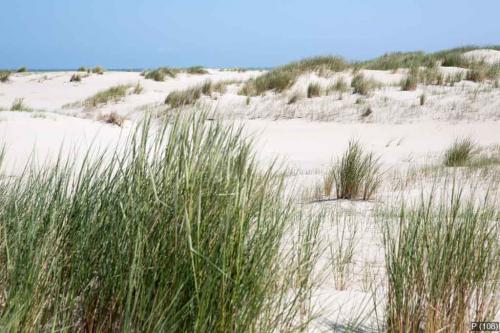 Dünengrass vor den Dünen der Insel Norderney