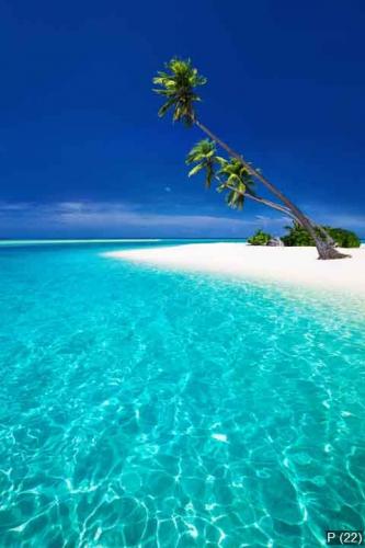 Beach on a tropical island with palm trees overhanging lagoon