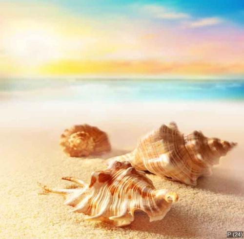 Seashells on the sunset beach. Sand, sky and ocean.