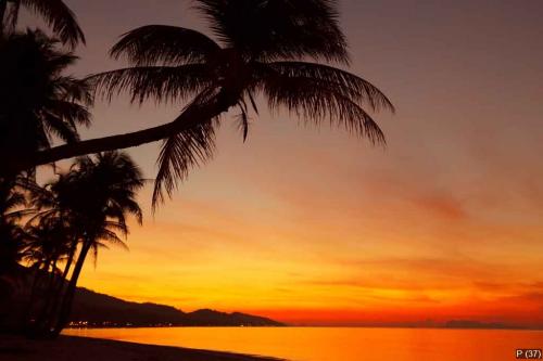 Tropical sunset beach with palm tree silhouette