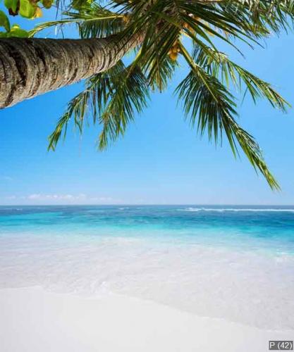 Peaceful tropical beach in sunny day