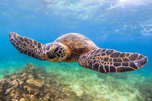 Endangered Hawaiian Green Sea Turtle cruising in the warm waters