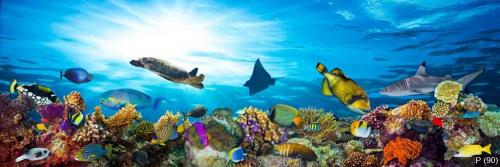 underwater sea life coral reef panorama with many fishes and mar